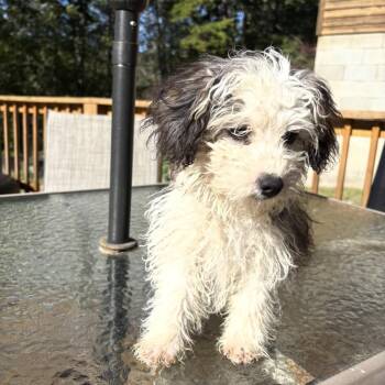 MR. GREEN -  Aussiedoodle Dog for Adoption in Chicopee, Massachusetts - MR. GREEN | PetCurious