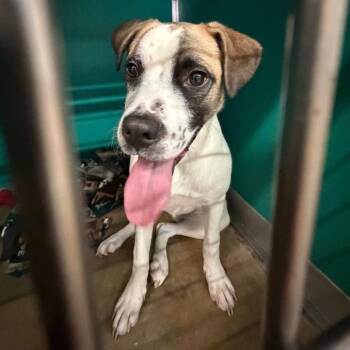 Mastiff Dogs Available for Adoption in San Antonio, Texas - Muse | PetCurious