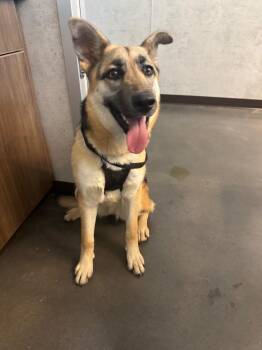 Sydney -  German Shepherd Dog Dog for Adoption in Clarksville, Tennessee - Sydney | PetCurious