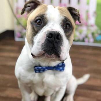 Rescue American Bulldog and American Staffordshire Terrier Dogs for Adoption in Longview, Texas - Connie+Grady | PetCurious