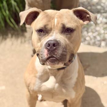 Mia -  Pit Bull Terrier Dog for Adoption in Stafford Township, New Jersey - Mia | PetCurious
