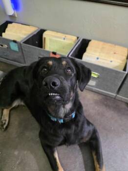 Rottweiler and Shepherd Dogs Available for Adoption - Jackie | PetCurious