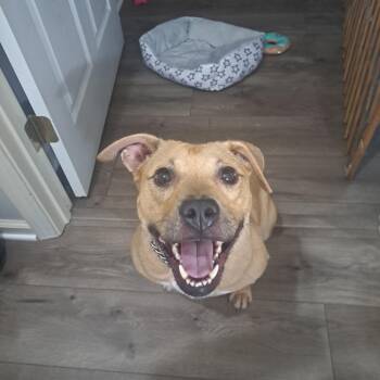Irish Cream Baileys -  Mixed Breed Dog for Adoption in Savannah, Georgia - Irish Cream Baileys | PetCurious