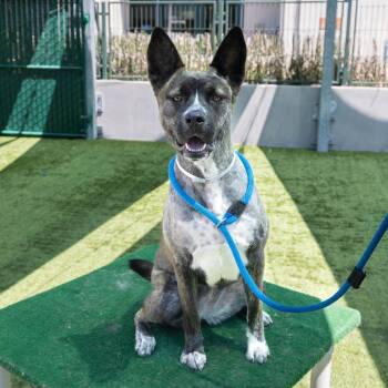 Akita Dogs Available for Adoption in Pasadena, California - Candy | PetCurious