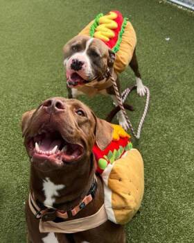 Chase (bonded with Kane) -  Pit Bull Terrier and Mixed Breed Dog for Adoption in Fishers, Indiana - Chase (bonded With Kane) | PetCurious