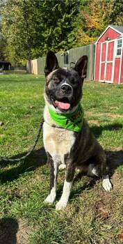Rescue Akita and Bull Terrier Dogs for Adoption in Chicago, Illinois - Zara | PetCurious