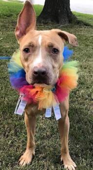 Rescue Pit Bull Terrier Dogs for Adoption in Zuni, Virginia - Sensi | PetCurious