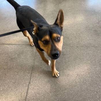 Joss -  Shepherd Dog for Adoption in Kingman, Arizona - Joss | PetCurious