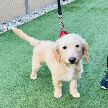 Donald -  Miniature Poodle and Mixed Breed Dog for Adoption in Verona, New Jersey - Donald | PetCurious