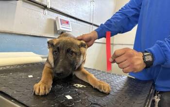 GALA -  Belgian Shepherd Malinois Dog for Adoption in Camarillo, California - GALA | PetCurious
