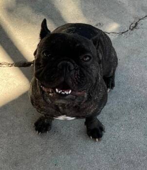 CHICO -  French Bulldog Dog for Adoption in Camarillo, California - CHICO | PetCurious