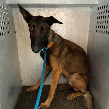 Lana -  Belgian Shepherd Malinois Dog for Adoption in Birmingham, Alabama - Lana | PetCurious