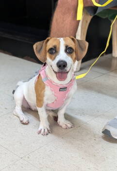 Rescue Jack Russell Terrier and Dachshund Dogs for Adoption in Ocean Township, New Jersey - Coraline- Short And Sweet | PetCurious