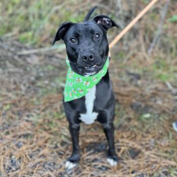 Elsie -  Labrador Retriever and Mixed Breed Dog Available for Adoption in Ellijay, Georgia - Elsie | PetCurious