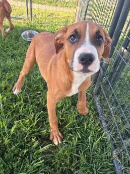 Duncan -  Boxer Dog for Adoption in Munfordville, Kentucky - Duncan | PetCurious