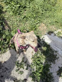 Raja -  Staffordshire Bull Terrier Dog for Adoption in Stockton, California - Raja | PetCurious