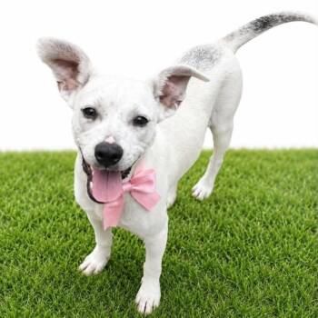 TALLY -  Chihuahua and Terrier Dog for Adoption in Graham, Washington - TALLY | PetCurious