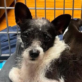 Cricket -  Chihuahua and Mixed Breed Dog for Adoption in St. Peters, Missouri - Cricket | PetCurious