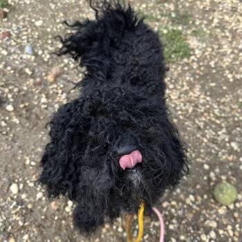 Marlei -  Mixed Breed Dog for Adoption in Philadelphia, Pennsylvania - Marlei | PetCurious