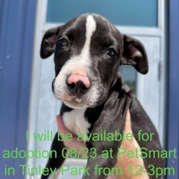 Wes -  Pit Bull Terrier Dog for Adoption in Matteson, Illinois - Wes | PetCurious