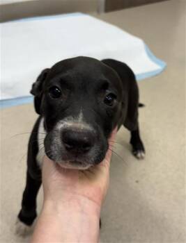 SISTER -  Labrador Retriever Dog for Adoption in Baytown, Texas - SISTER | PetCurious