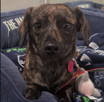Rescue Chihuahua and Dachshund Dogs for Adoption in Seattle, Washington - Darla | PetCurious