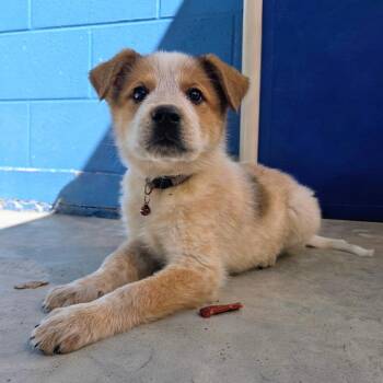 Scrabble (Brown Collar) -  Cattle Dog and Great Pyrenees Dog for Adoption in Newport, Tennessee - Scrabble (Brown Collar) | PetCurious