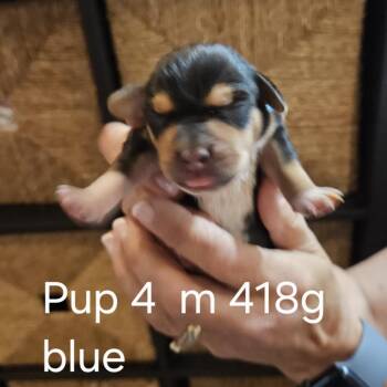 Pippi Pup Loki -  Hound and Mixed Breed Dog for Adoption in Fairfax Station, Virginia - Pippi Pup Loki | PetCurious