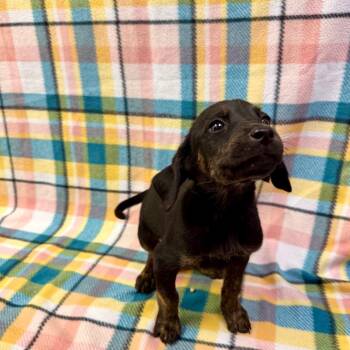 Wonder Woman -  Hound and Mixed Breed Dog for Adoption in Riverwoods, Illinois - Wonder Woman | PetCurious