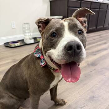 Rescue Pit Bull Terrier Dogs for Adoption in Raleigh, North Carolina - Joan | PetCurious
