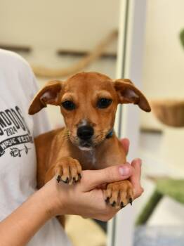 Sharkboy -  Terrier and Hound Dog for Adoption in Fairhope, Alabama - Sharkboy | PetCurious