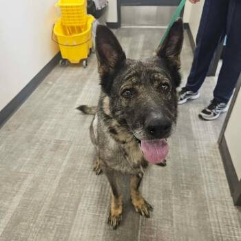Heidi -  German Shepherd Dog Dog for Adoption in Springdale, Arkansas - Heidi | PetCurious