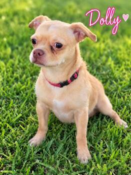 Dolly -  Chihuahua Dog for Adoption in Liverpool, Texas - Dolly | PetCurious