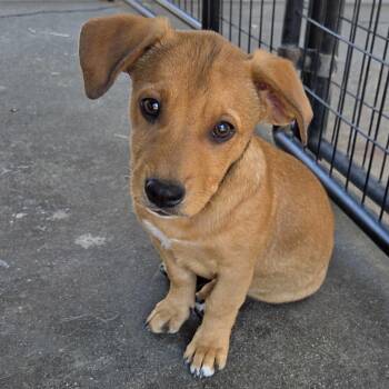 Hope -  Labrador Retriever and Shepherd Dog for Adoption in Pacifica, California - Hope | PetCurious