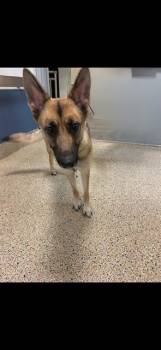 RITA -  German Shepherd Dog and Mixed Breed Dog for Adoption in Doral, Florida - RITA | PetCurious