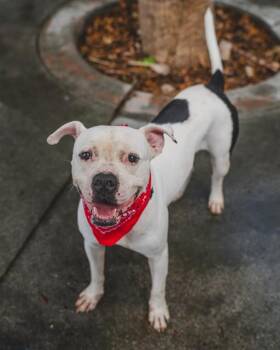 BINX -  American Bulldog and Mixed Breed Dog for Adoption in Doral, Florida - BINX | PetCurious