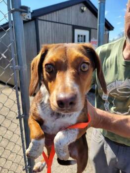 Beagle and Dachshund Dogs Available for Adoption in Cambridge, Ohio - DOROTHY (99-26) | PetCurious