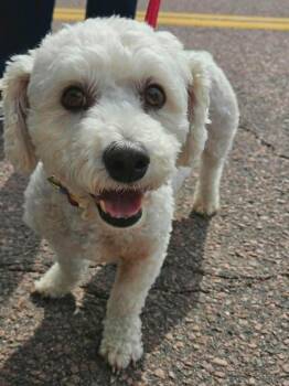 Morpheus -  Mixed Breed Dog for Adoption in Sioux Falls, South Dakota - Morpheus | PetCurious