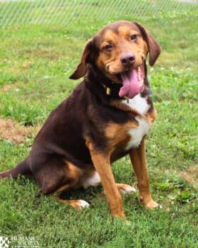 BISON -  Hound and Mixed Breed Dog for Adoption in Hagerstown, Maryland - BISON | PetCurious