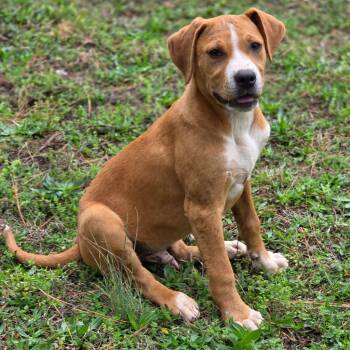 Boxer and Terrier Dogs Available for Adoption - Yorkshire | PetCurious