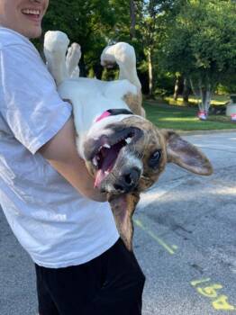 Mixed Breed Dogs Available for Adoption in Chamblee, Georgia - Basia | PetCurious