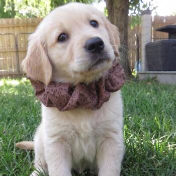 Gumbo -  Golden Retriever Dog for Adoption in Crown Point, Indiana - Gumbo | PetCurious