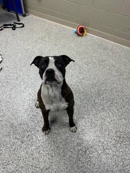 Fiasco -  Pit Bull Terrier and Mixed Breed Dog for Adoption in Blountville, Tennessee - Fiasco | PetCurious