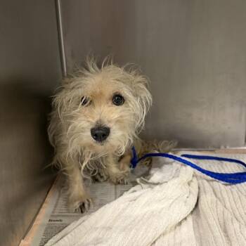 Judge Judy -  Cairn Terrier and Yorkshire Terrier Dog for Adoption in Northbrook, Illinois - Judge Judy | PetCurious