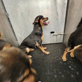 Chihuahua Dogs Available for Adoption - Jasmin | PetCurious