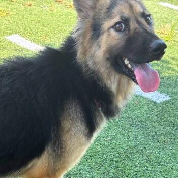 Berry -  Mixed Breed Dog for Adoption in Memphis, Tennessee - Berry | PetCurious