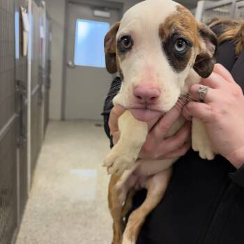 Pit Bull Terrier Dogs Available for Adoption - Jenny  | PetCurious