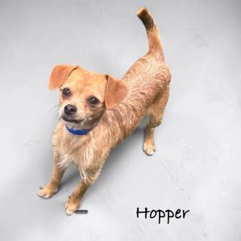 Dachshund Dogs Available for Adoption - Hopper | PetCurious