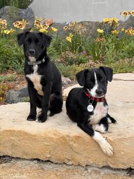 Curly -  Labrador Retriever Dog for Adoption in Denver, Colorado - Curly | PetCurious
