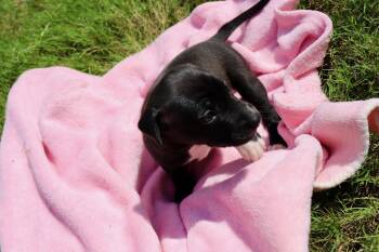 Donut - The Sweetest Little Hole Package! -  American Staffordshire Terrier and Labrador Retriever Dog for Adoption in Atlanta, Georgia - Donut - The Sweetest Little Hole Package! | PetCurious